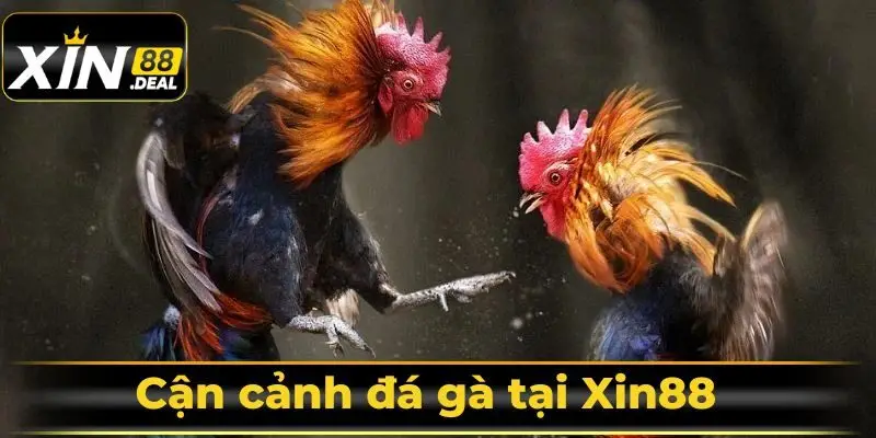 Cận cảnh đá gà tại Xin88 Cận cảnh đá gà tại Xin88